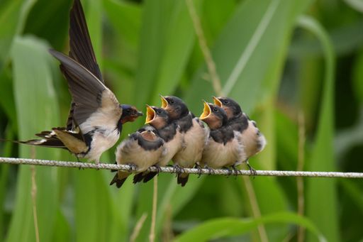 A Closeup shot of a group of juvenile barn swallow (Hirundo rustica) fed by their parent