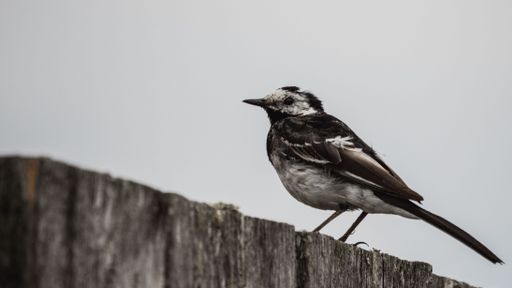 A closeup of a white wagtail, Motacilla alba perched on the wooden fence.