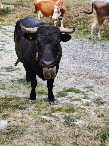 A vertical shot of a black bull looking at the camera in a farmland on a sunny day