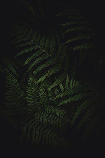 A vertical shot of green fern leaves isolated on the black background, perfect as wallpaper