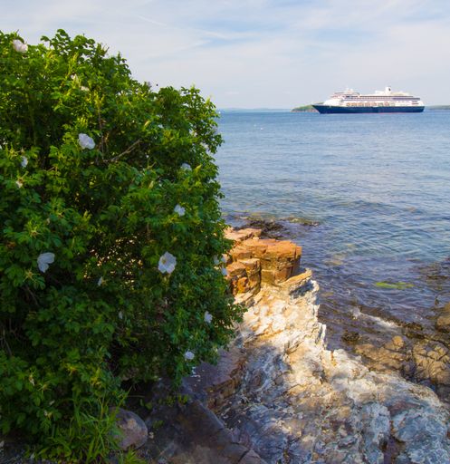 A beautiful shot of a ship on the horizon seen through bushes grown on stony coast