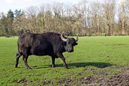 A big European black bison in a field