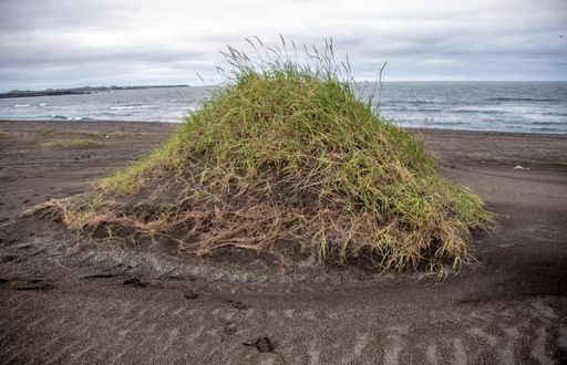 A closeup shot of lyme grass on the beach under storm clouds