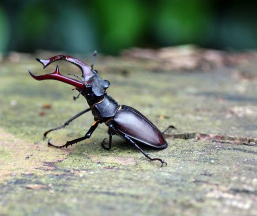 A selective focus shot of a stag beetle on the ground