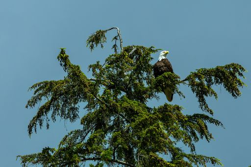 A low angle shot of a bald eagle perched on a green tree against blue sky