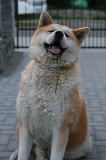 A beautiful happy akita dog sitting on a ground and looking at the camera