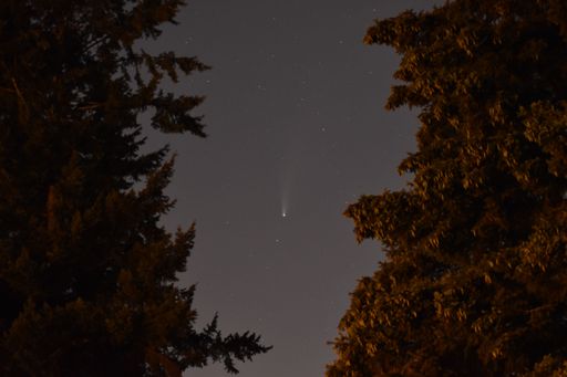 A beautiful starry sky over the fir trees .