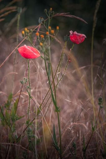 A closeup shot of a red poppy flower in the garden