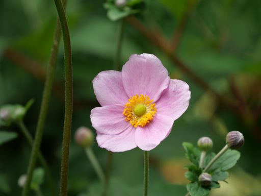 A closeup of pink flowers in a garden captured during the daytime