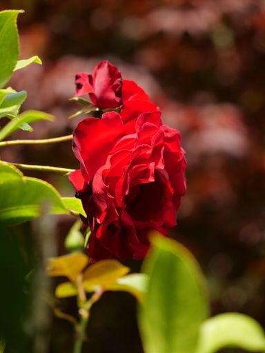 A vertical shot of a red rose under the sunlight
