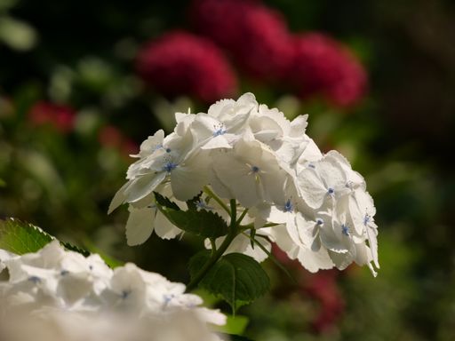 A closeup of Hydrangea Paniculata flowers in a garden captured during the daytime
