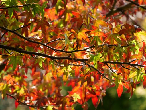 A closeup shot of the leaves from a maple tree