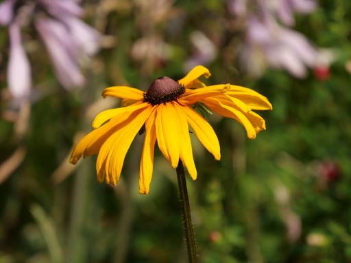 A shallow focus closeup shot of the flower from the plant called Black-eyed Susan or Rudbeckia