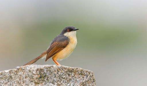 A selective focus shot of a small ashy prinia warbler bird standing on a rock, blur background