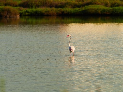 A saltwater lagoon with flamingos taking a flight