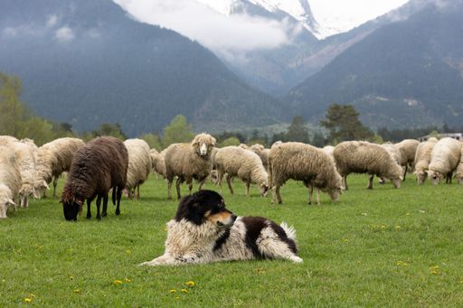The view of a karakachan dog laying on the grass meadow protecting the sheep