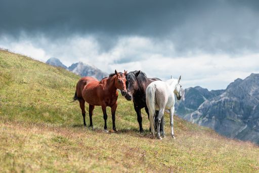 The three horses on the green mountain slope under the cloudy sky