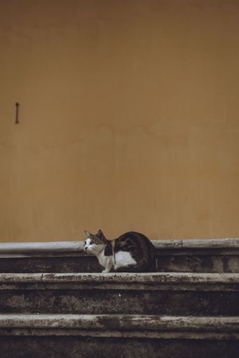 The vertical view of a cute cat on the stairs by the orange wall