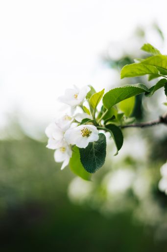 A vertical shallow focus shot of the white blossoms on apple tree branch