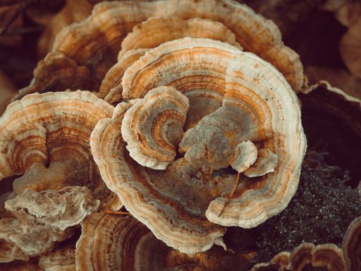 A closeup shot of a Coriolus Versicolor, a common polypore mushroom