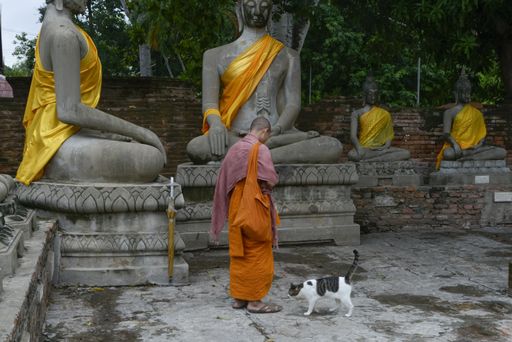 An eye-level shot of a monk walking around the statues of Buddha in Wat Yai Chaimongkol temple in Ayutthaya, Thailand