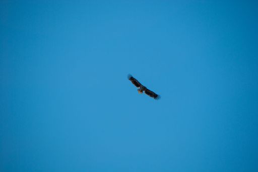 A low angle shot of an eagle in flight against a blue sky