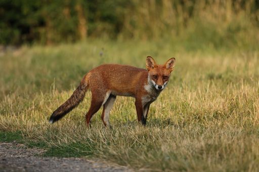 Selective of British Red Fox (Vulpes Vulpes)