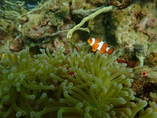 A closeup of a small Ocellaris clownfish above green coral reefs in the ocean