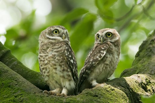 A closeup shot of a couple of cute owls