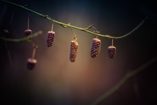 A selective focus of cones on a green branch with blurred brown background