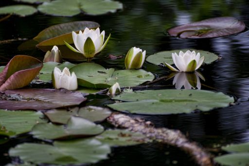 A beautiful selective focus shot of white sacred lotuses growing on big green leaves in a swamp