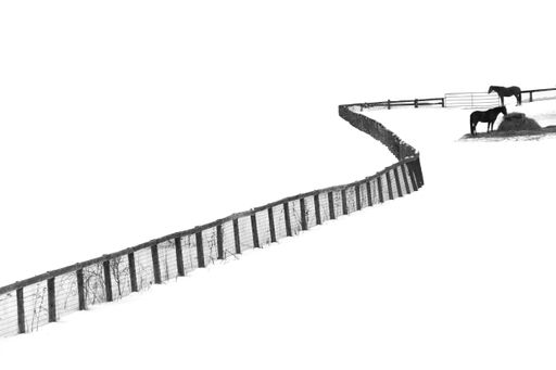 A gray scale shot of two horses by a fence on a snowy field