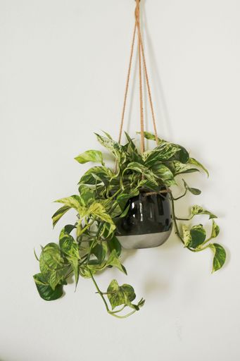 beautiful hanging plant before white background