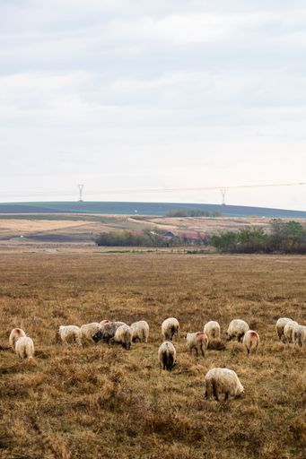 A vertical shot of flock of sheeps and lambs grazing in a golden pasture