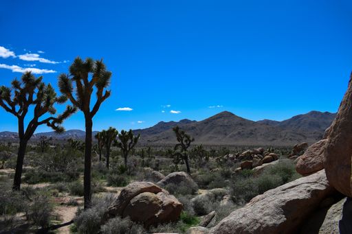 A beautiful shot of cacti growing surrounded by hills under the clear sky