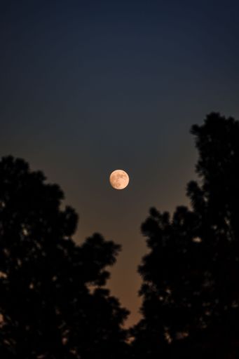 Beautiful vertical view of the silhouettes of trees with an almost full moon with visible craters in night sky