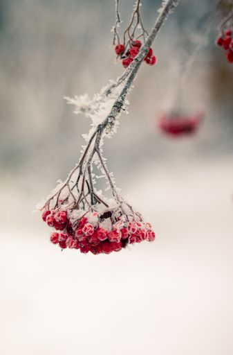 A selective focus shot of a holiday berries in winter frost