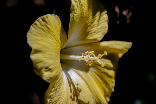a closeup of yellow Chinese hibiscus on black background