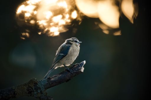 A close-up view of a Eurasian blue tit perching on the wooden branch