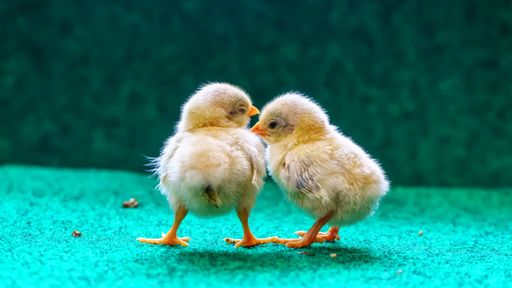 A selective focus of two cute yellow chicks standing with an artificial grass background