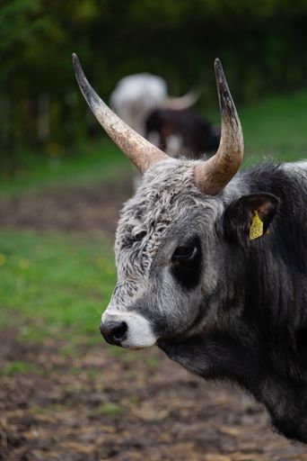 A vertical closeup of Hungarian Grey grazing in the field