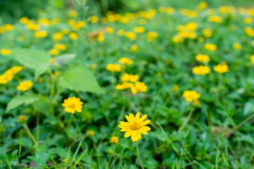 A selective shot of Sphagneticola trilobata flowers in a green garden