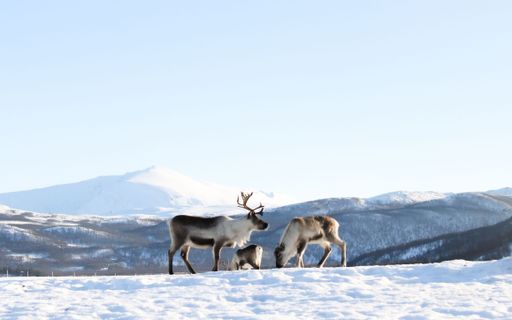 A group of reindeer standing in the tundra in winter
