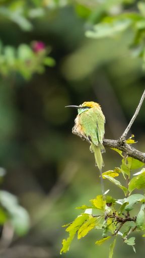 A vertical shot of an asian green bee-eater perched on a branch