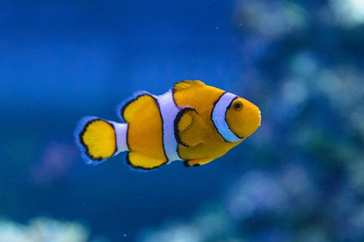 A closeup of a pretty yellow Ocellaris clownfish swimming in the water