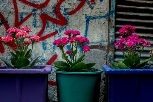 A closeup shot of flowers in colorful pots displayed on a sidewalk