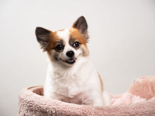 Portrait of the cute fluffy puppy of pomeranian spitz. Little smiling dog lying on a white background. Copy space for text.