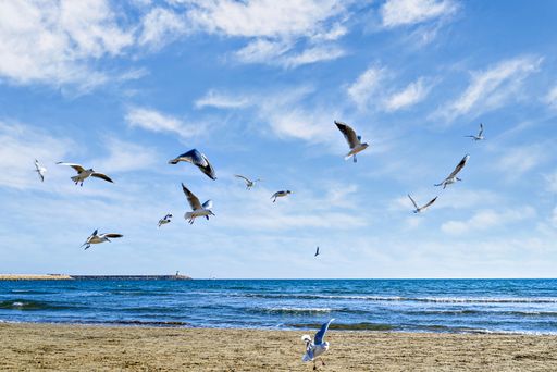 The seagulls flying over the shore of the beach under the cloudy sky.