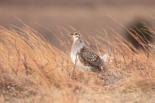 A closeup shot of a sharptail grouse in the sandhills of Nebraska, USA