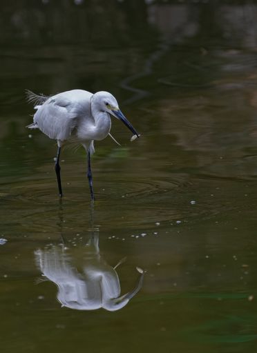 A vertical closeup of a great egret (Ardea alba) in water with a fish in its beak